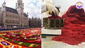 cout du safran au kilo en Belgique